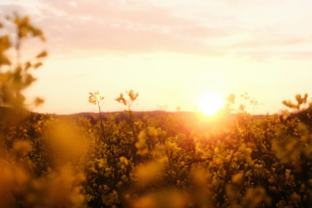 A summer sunrise over a field